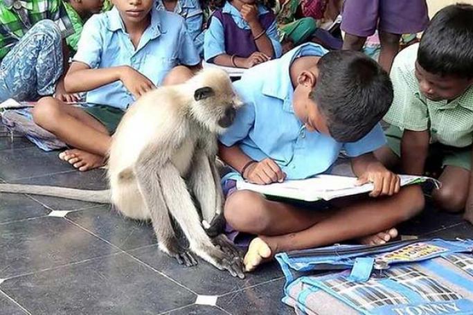 Monkey lesson: The grey langur, Lakshmi, attending the school in Peapully mandal in Kurnool district.   | Photo Credit: U_SUBRAMANYAM