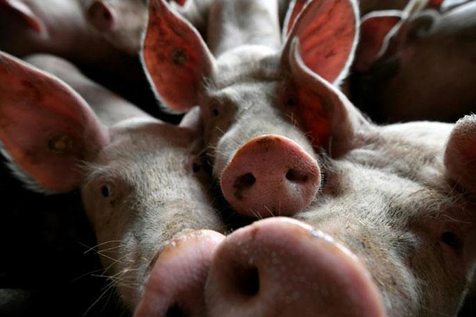 African swine fever, which has been reported for the first time in the Philippines, is not harmful to humans but deadly in pigs Photo: AFP / INA FASSBENDER 