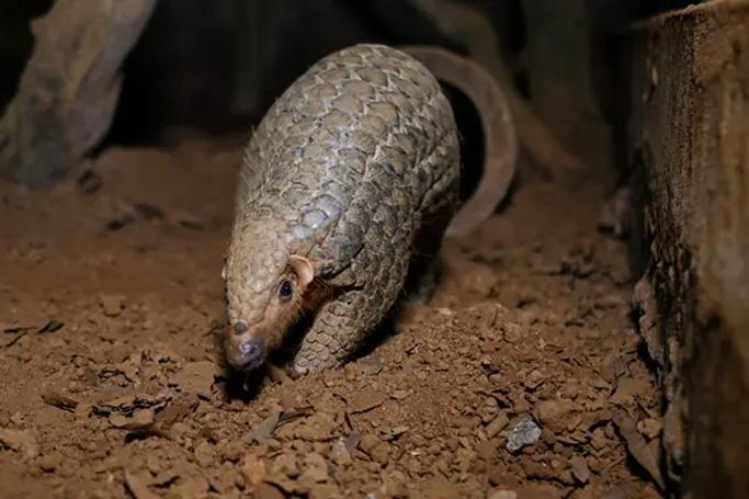 Pangolins are the most illegally trafficked mammal in the world. Photograph: Manan Vatsyayana/AFP/Getty Images