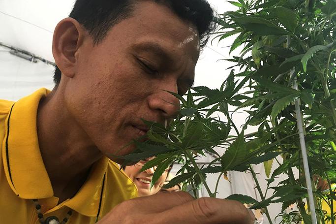 FILE PHOTO: A man smells cannabis plants as he attends Cannabis Expo in Buriram province, Thailand, April 19, 2019. REUTERS/Prapan Chankaew/File Photo