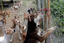 တိရိစ္ဆာန်စောင့်ရှောက်ရေး ဂေဟာတွင် မွေးမြူထားသော ခွေးများကို တွေ့မြင်ရစဉ်။ ဓာတ်ပုံ - ငြိမ်းချမ်းနိုင်/EPA