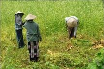 မြစ်သားမြို့နယ်၊ တေစိုးကျေးရွာအုပ်စု၊ တင်စိုးရွာမှာ  မိုးရေလွှမ်းစိုက်ခင်းထဲက မပျက်စီးသေးတဲ့ နှမ်းပင်များကို ရွေးချယ် ရိတ်သိမ်းနေကြတဲ့ တောင်သူတချို့ (ဓာတ်ပုံ - ထက်ခေါင်လင်း/ Myanmar Now)