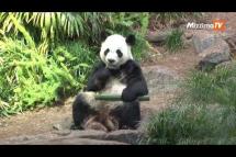 Embedded thumbnail for ကနေဒါတိရစ္ဆာန်ဥယျာဉ်၌ ရိက္ခာရှားပါးမှုကြောင့် ပန်ဒါမောင်နှံ တရုတ်ပြန်ပို့မည်