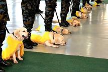 Embedded thumbnail for သီရိလင်္ကာ လေတပ်က ‘အထူးလေ့ကျင့်ပေးထားတဲ့ ခွေးတွေ’ ရဲ့ သင်တန်းဆင်းပွဲ ပြုလုပ်