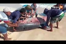 Embedded thumbnail for အင်ဒိုနီးရှားကမ်းခြေမှာ သောင်တင်နေတဲ့ ဝေလငါးကို ဒေသခံတွေ ကယ်ဆယ်ပြီး ပင်လယ်ထဲ ပြန်ပို့